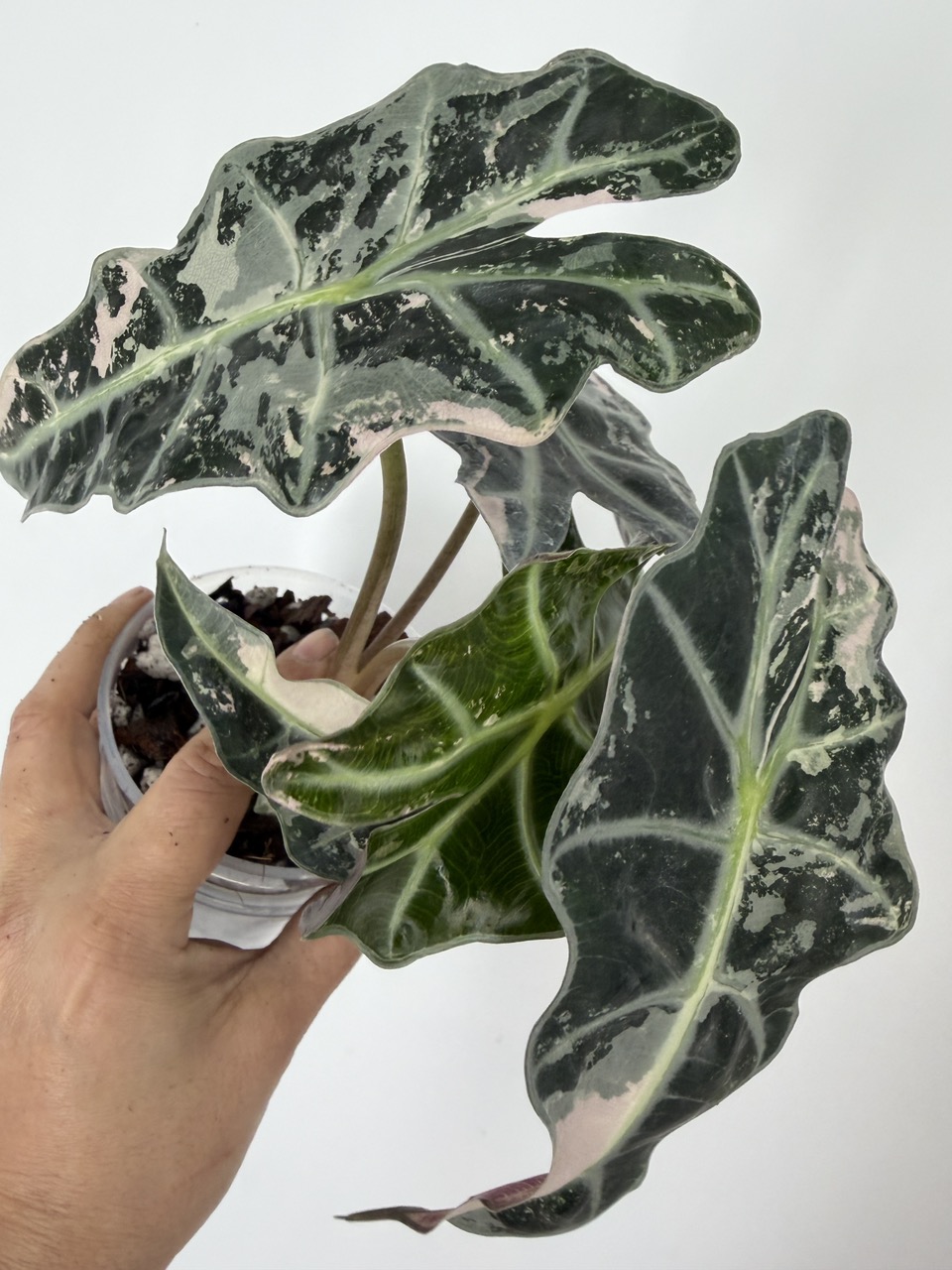 CORM ONLY: Alocasia Shattered Glass ($40) from @MildToWildStudio