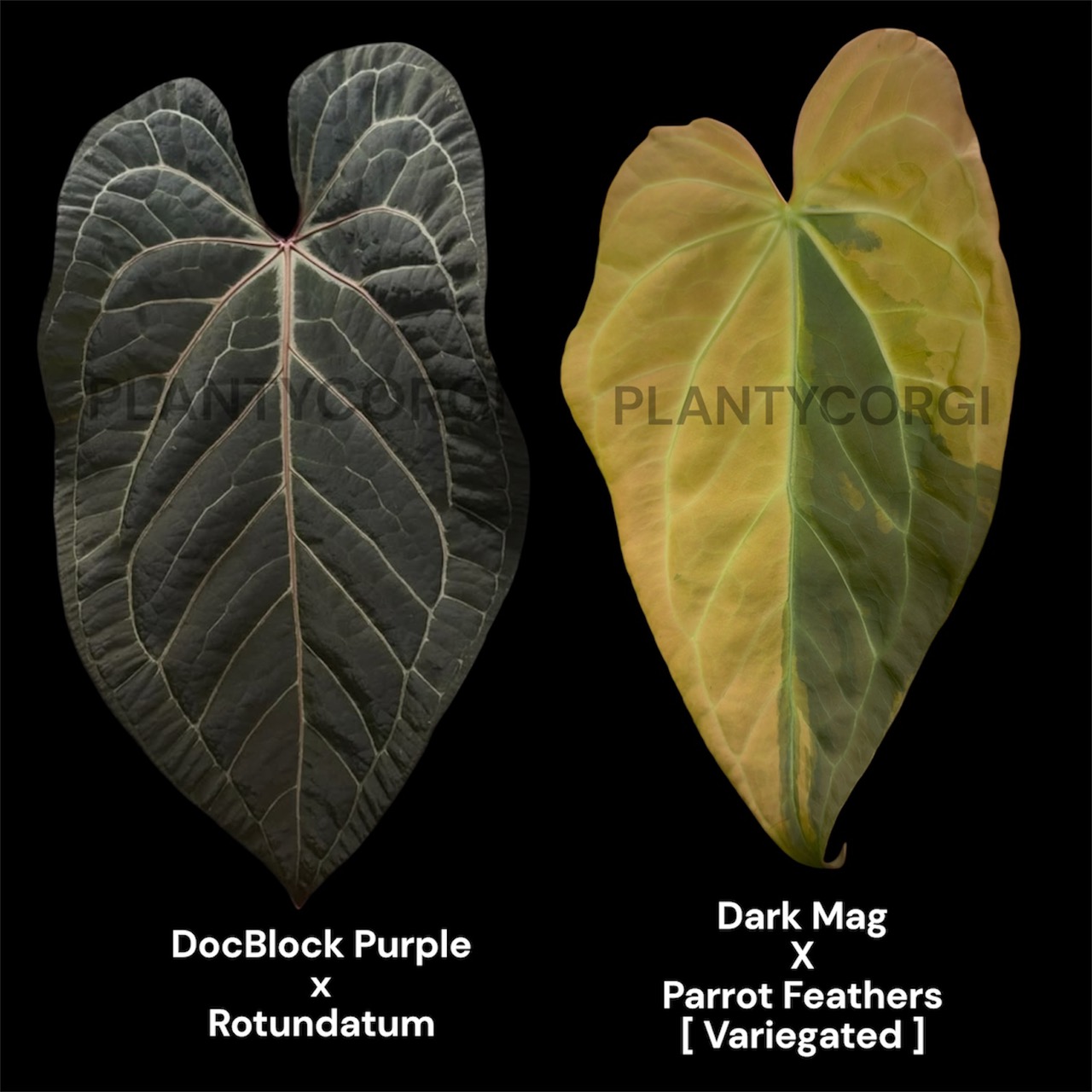 anthurium andraeanum (variegated) ($130) from @Sadie.corgi