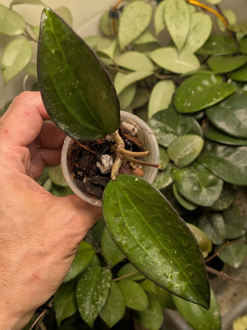 GROWERS CHOICE CUTTING : Hoya MA037 (1 node, 1 leaf) ($12.5) from