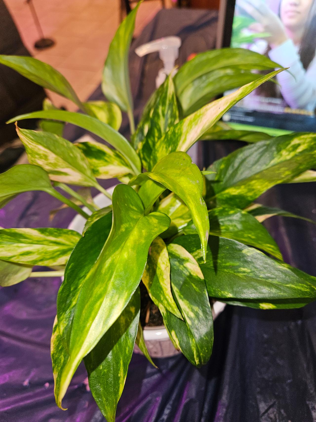 Scindapsus Garawa 3枚葉 ガラワ Scindapsus Garawa ($160) from @ParadisePlants