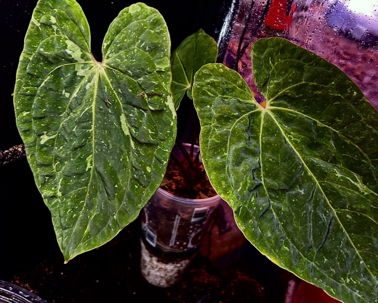 Mutation Variegated Anthurium Besseae Aff x Papi Mid Cutting ($150