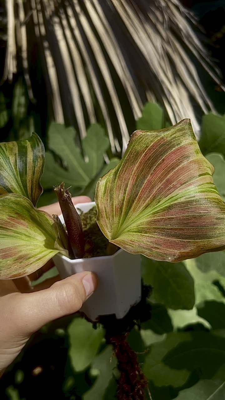Mutation Variegated Anthurium Besseae Aff x Papi Mid Cutting ($150