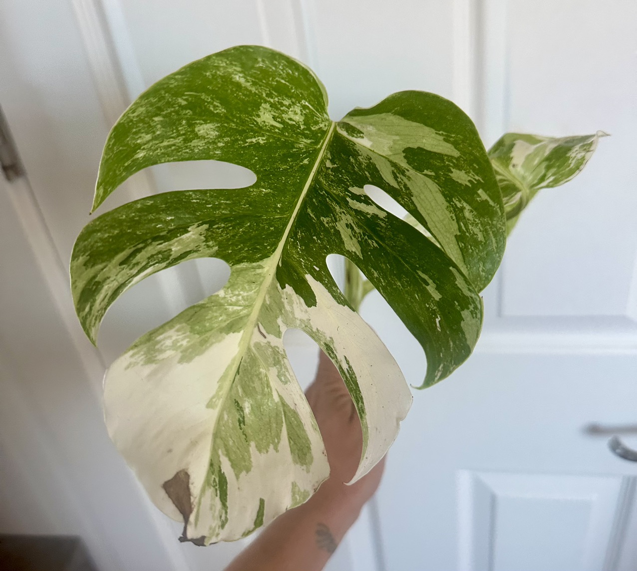 Monstera Thai Con Starlight Mutation ($300) from @ByrdAndRoot