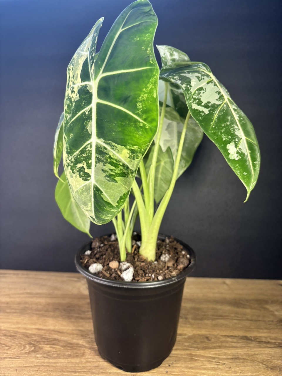 落葉樹 2025.07.25 Florida variegated. TyesTropicalTreasures's shop