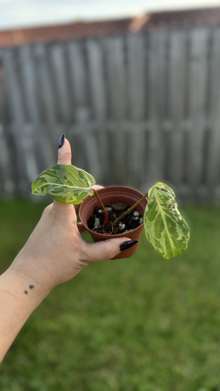 Anthurium FTG Crystal x Dorito Port ($215) from @Wheretherainbowgrows