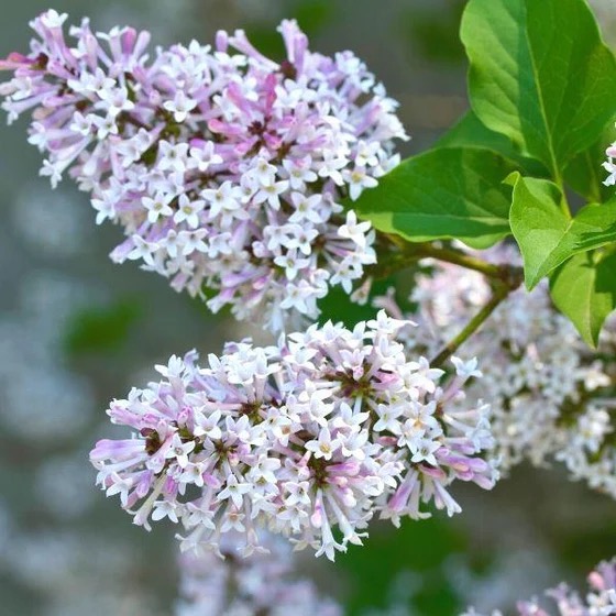 ‘Miss Kim’ Korean Lilac