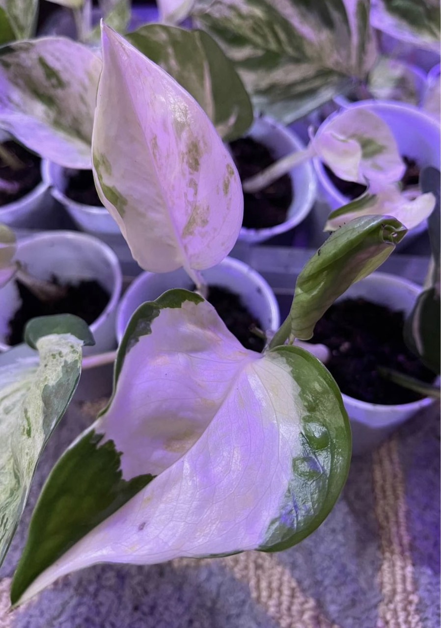 buy live snake plant Snake Plant
