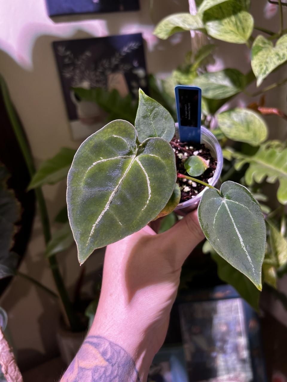 Anthurium Wonderboy x self 実生株 観葉植物