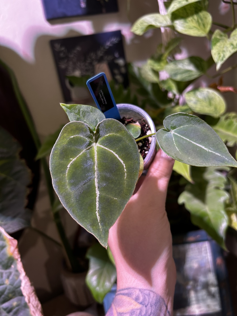 Anthurium Wonderboy x self 実生株 Anthurium Wonderboy x self 実生株
