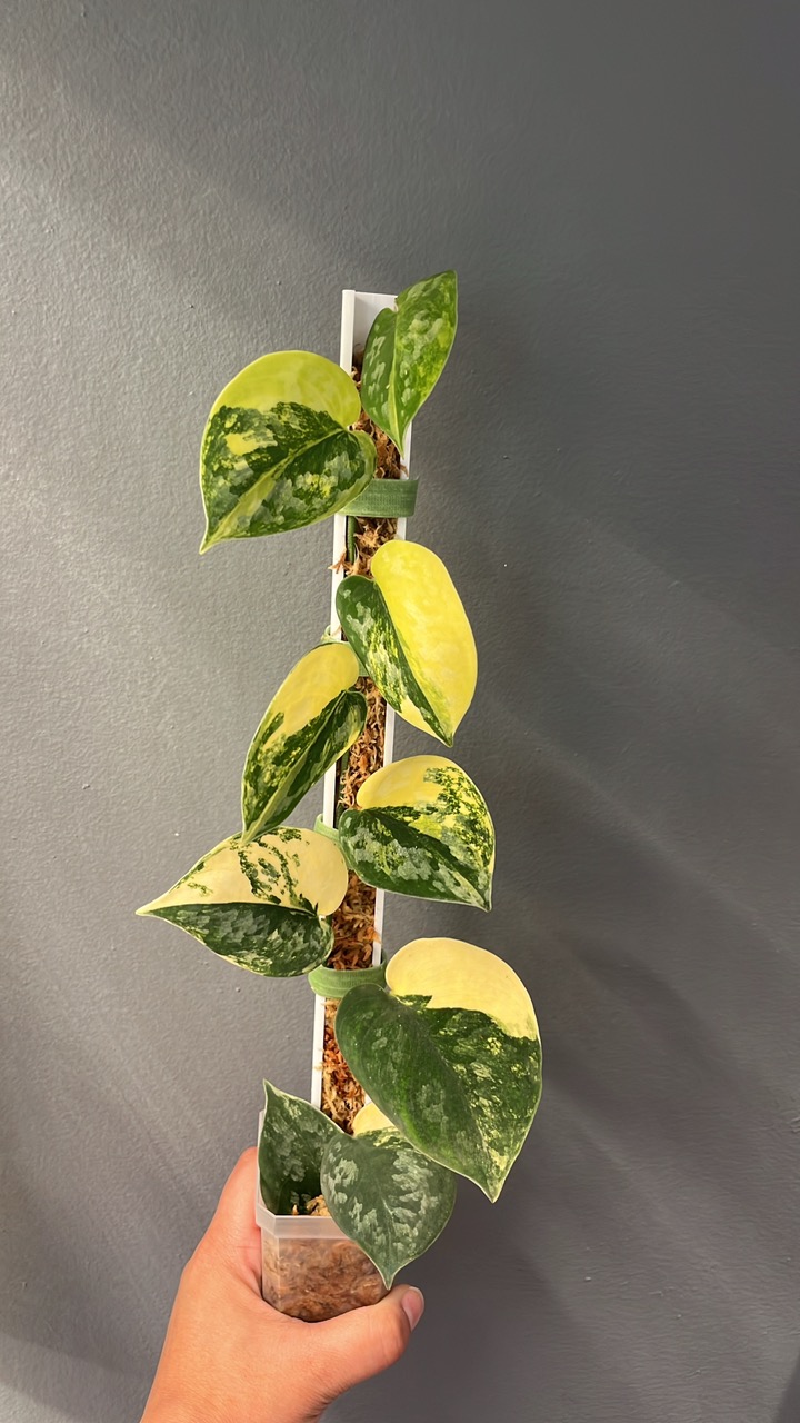 Scindapsus Bakudapati ($485) from @RareExoticPlantFinds