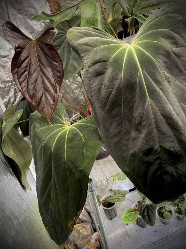 Anthurium Papillilaminum Ree Gardens x NSE Portillae x