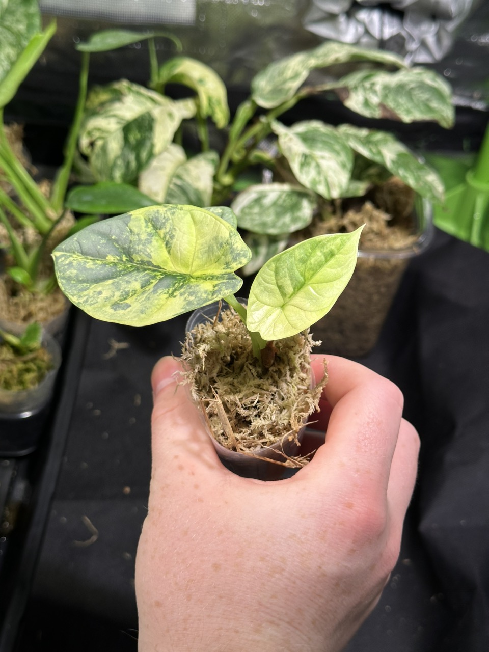Alocasia 'Silver Dragon' aurea variegated (wk12-A) – Rare