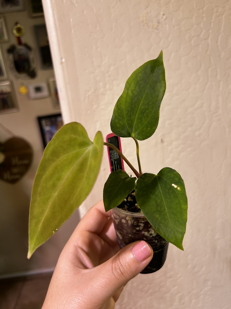 Anthurium AOS x RVDP 斑入り UxCxr11.jpg