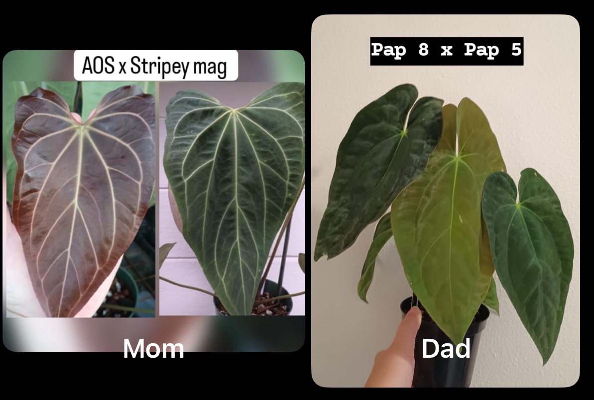 North Shore Tropicals | ✨ Anthurium AOS x Magnificum