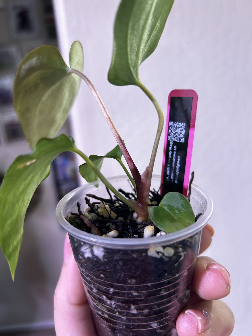 Anthurium AOS x RVDP 斑入り Anthurium AOS DF x RVDP – HappiestPlants