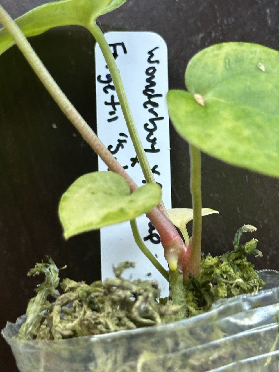 Anthurium Wonderboy x self 実生株