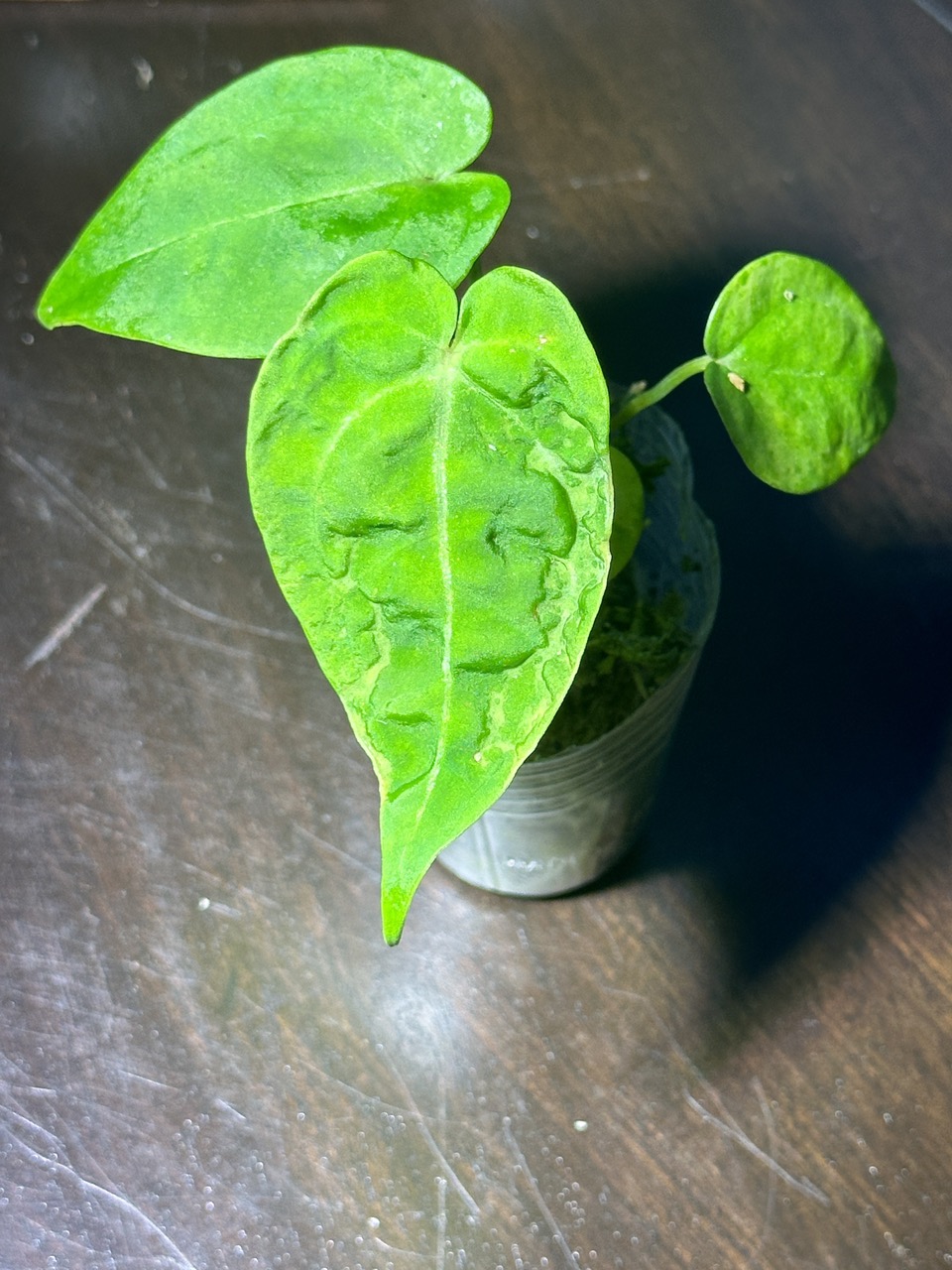 Anthurium Papillilaminum X Wonderboy A (Clone