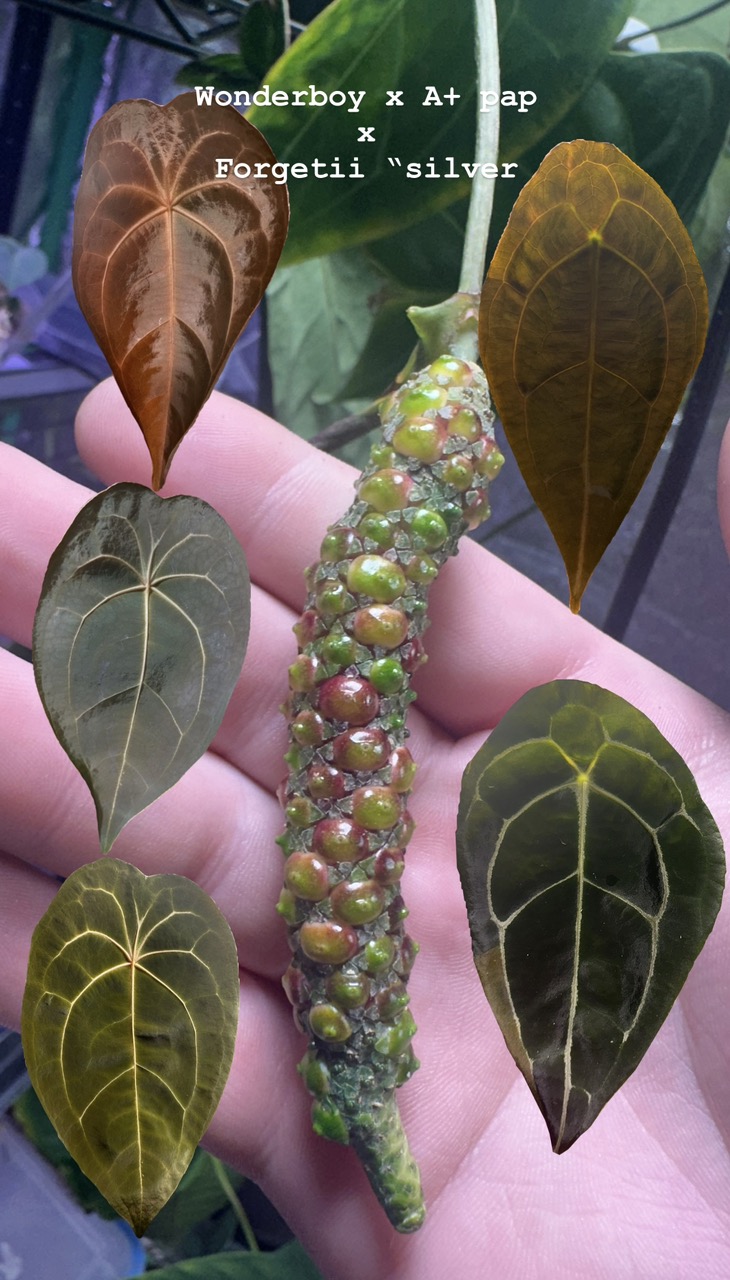 Anthurium Wonderboy x self 実生株