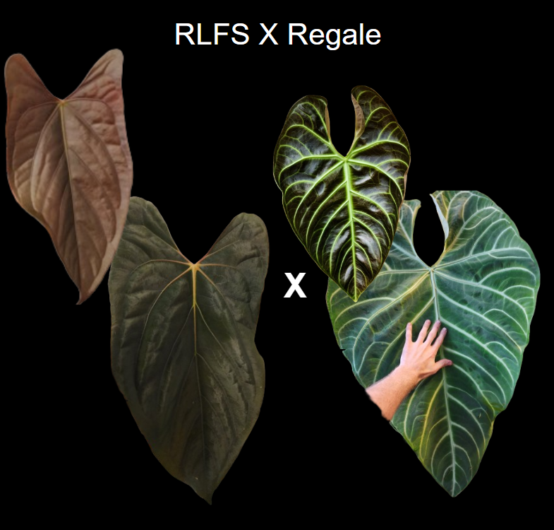 【週末セール】Anthurium \"Rom's Black\" seedling① Tim Anderson Stripey x Self Anthurium — Sprouts | Granthuriums