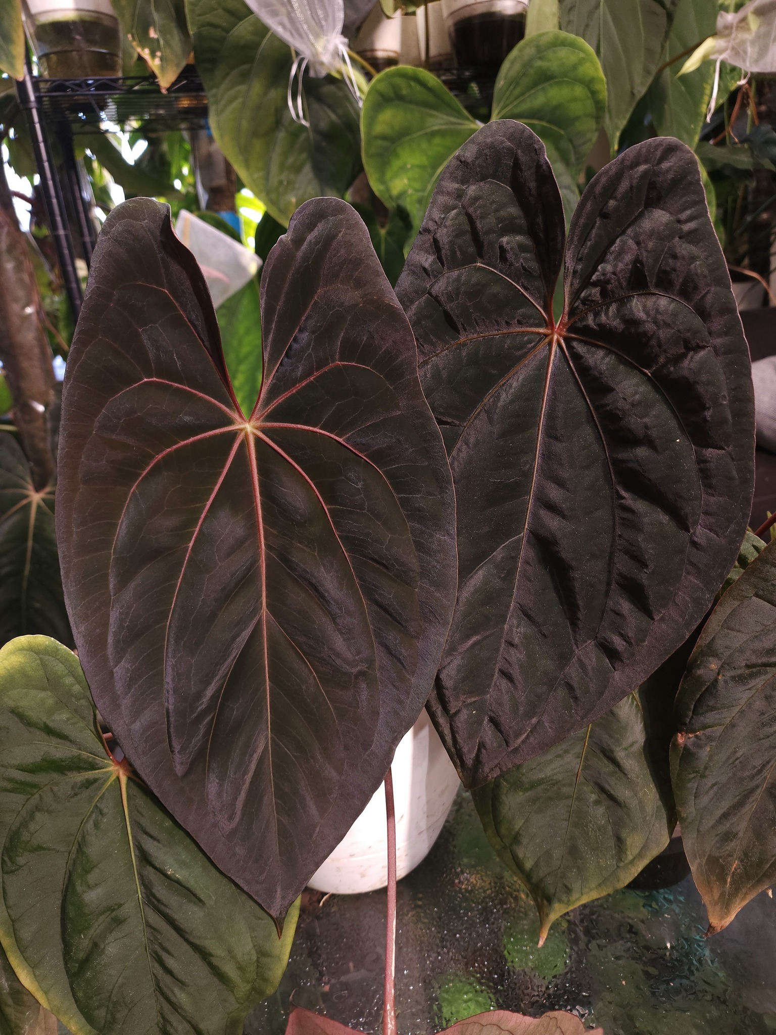 Anthurium Red Vein Dupe Phoenix germinated seed ($19) from