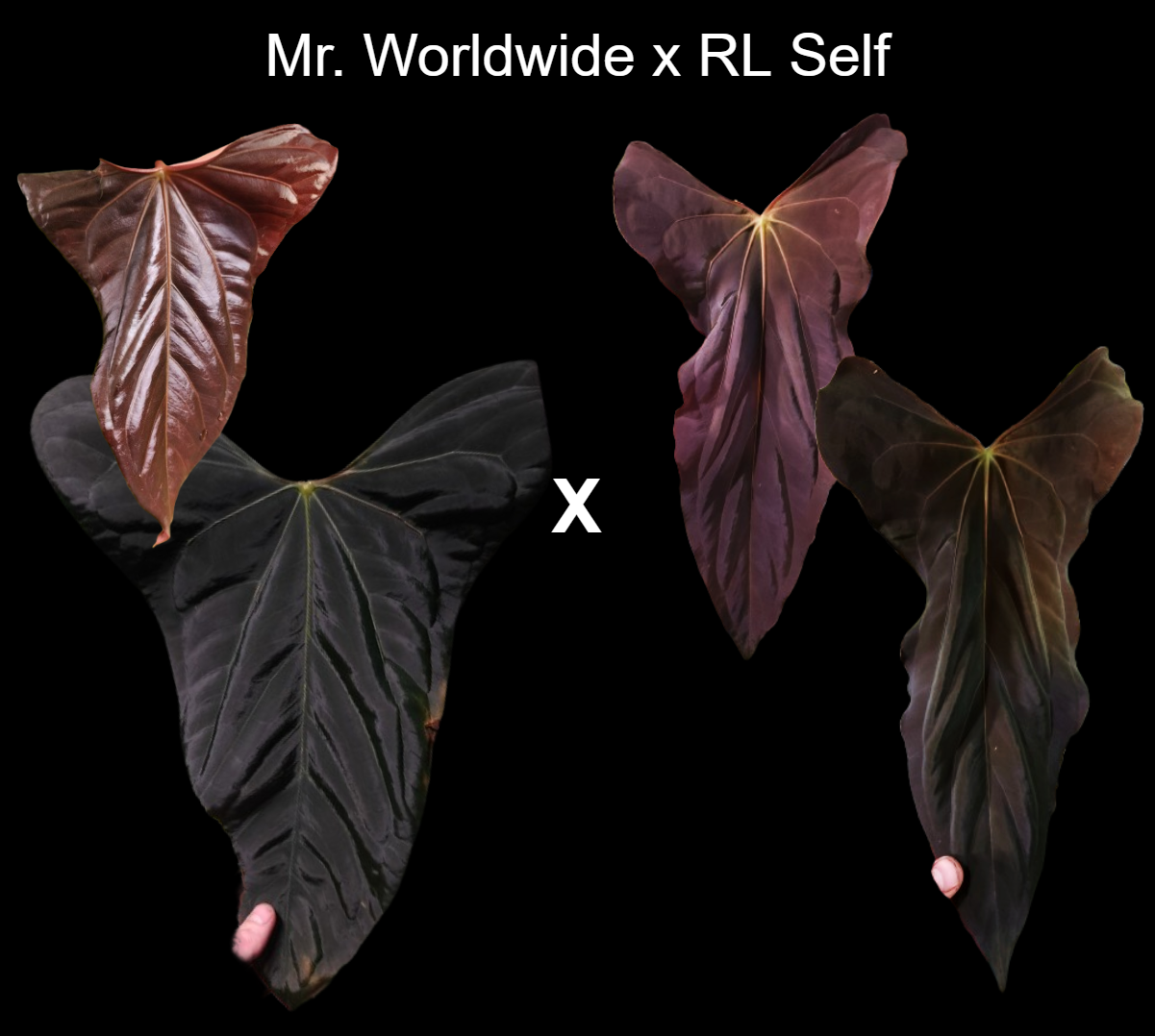 Anthurium Mr.Worldwide x RL self papillilaminum wide sinus