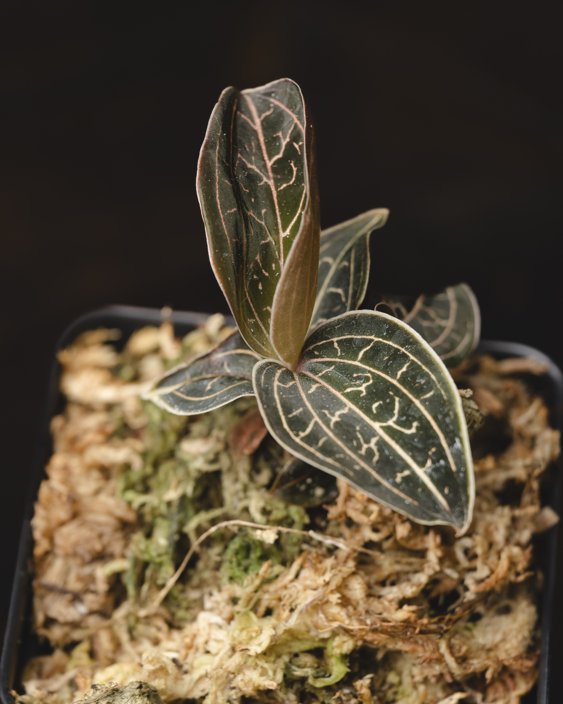 Golden Jewel Orchid (Anoectochilus chapaensis) ($26.99) from