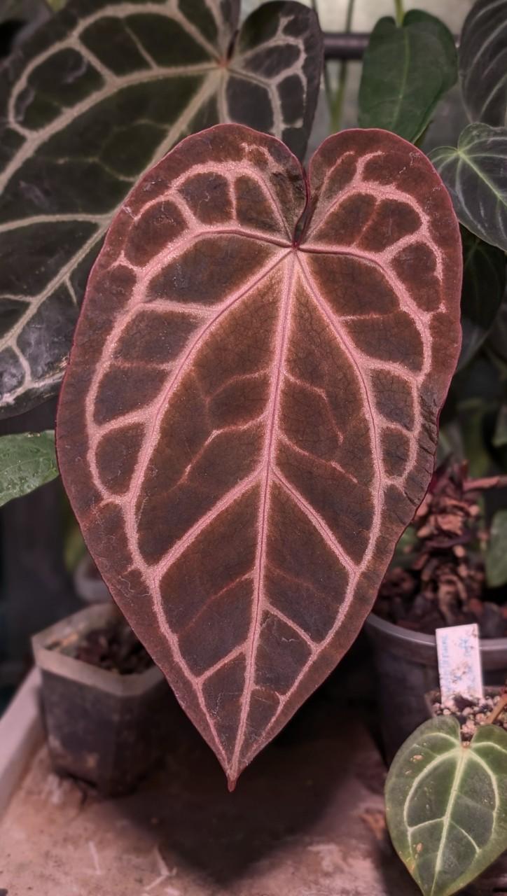 Anthurium (Carla x Pap) x (Carla x Port) - One Seedling - Grower's