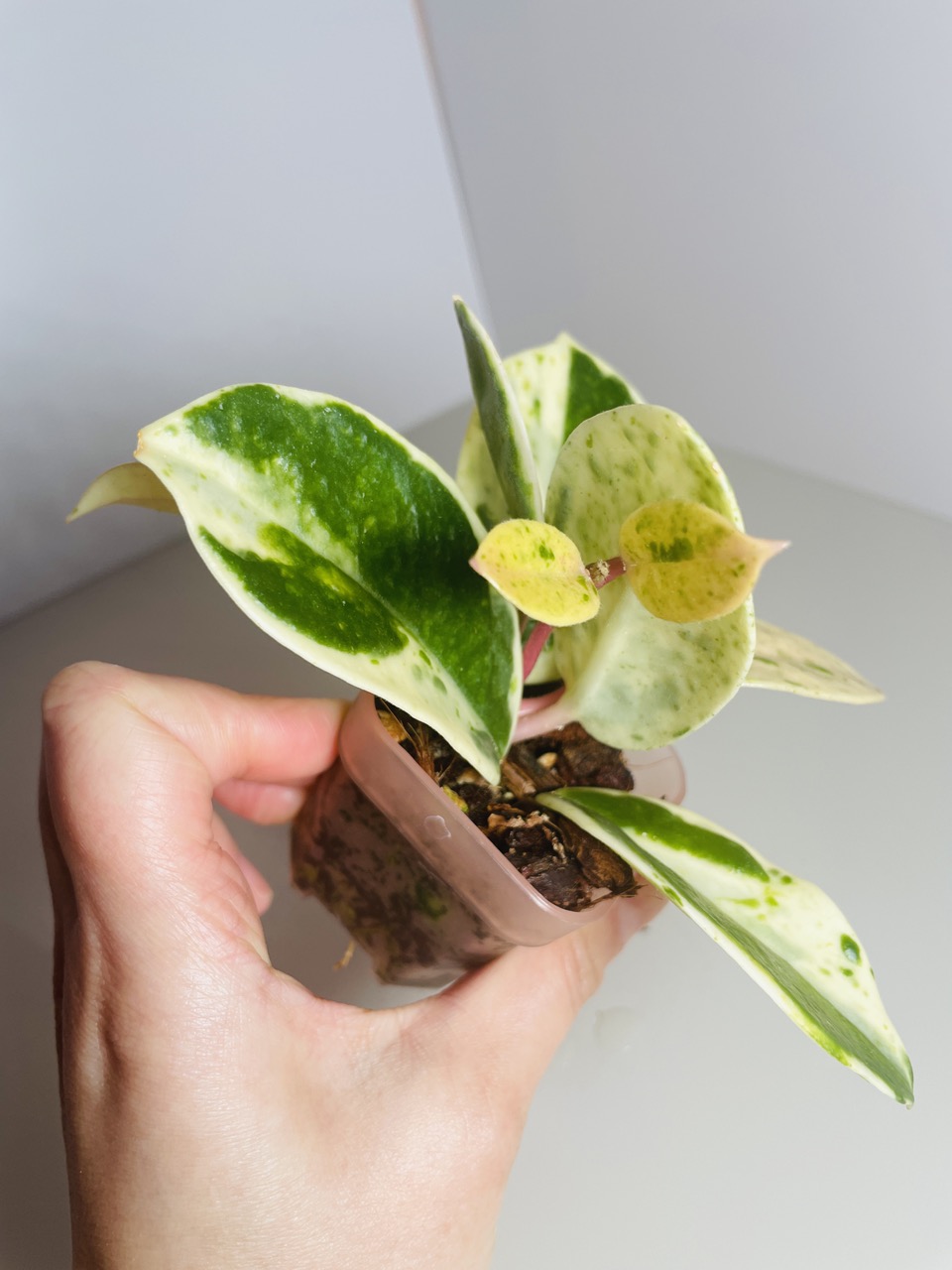 ホヤ　マダラ　snow angel Hoya Carnosa Madara 'Snow Angel' – DingPlants