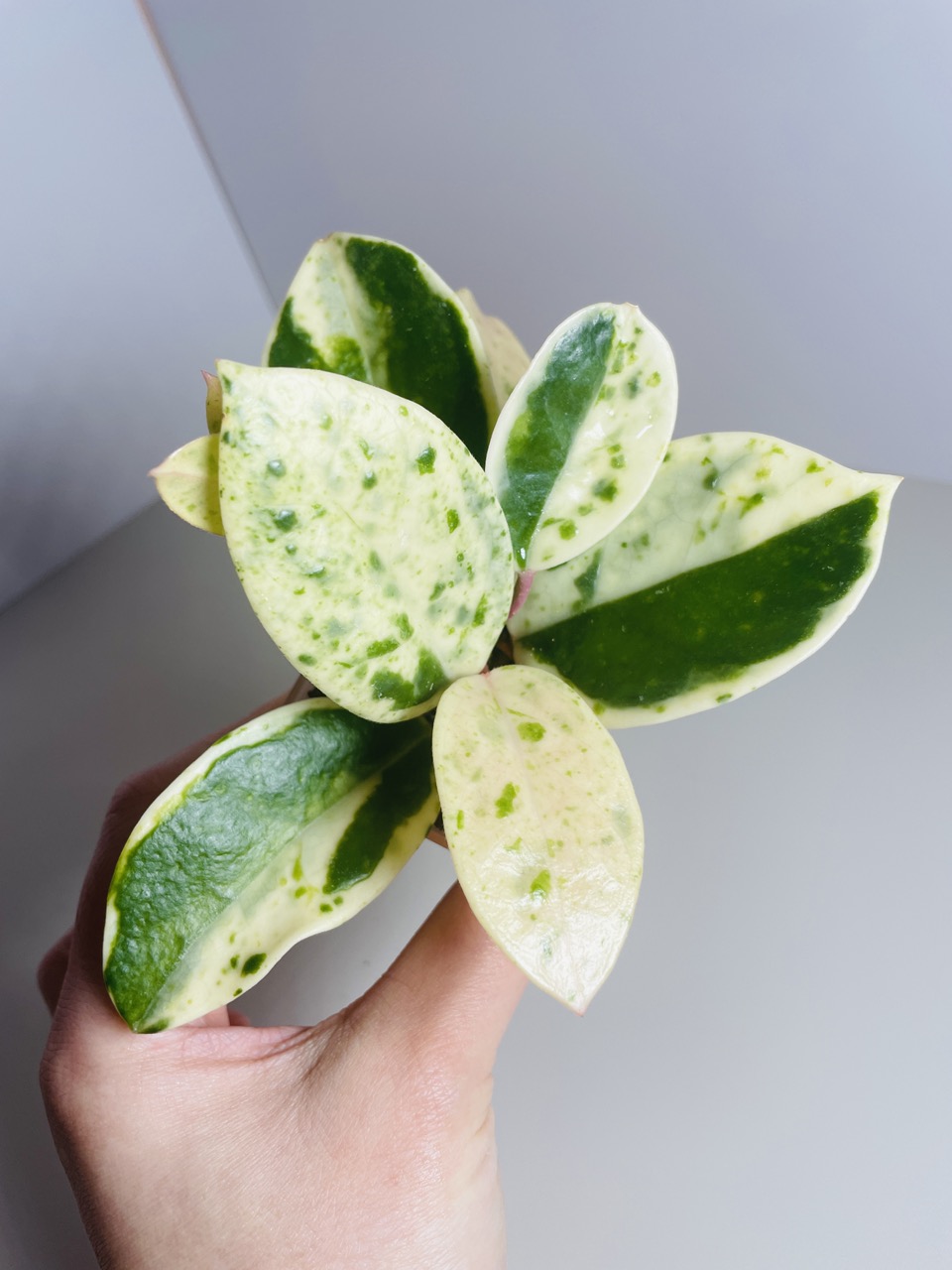 その他観葉植物 Hoya carnosa ' Madara snow angel' Hoya Carnosa Madara 'Snow Angel' – DingPlants