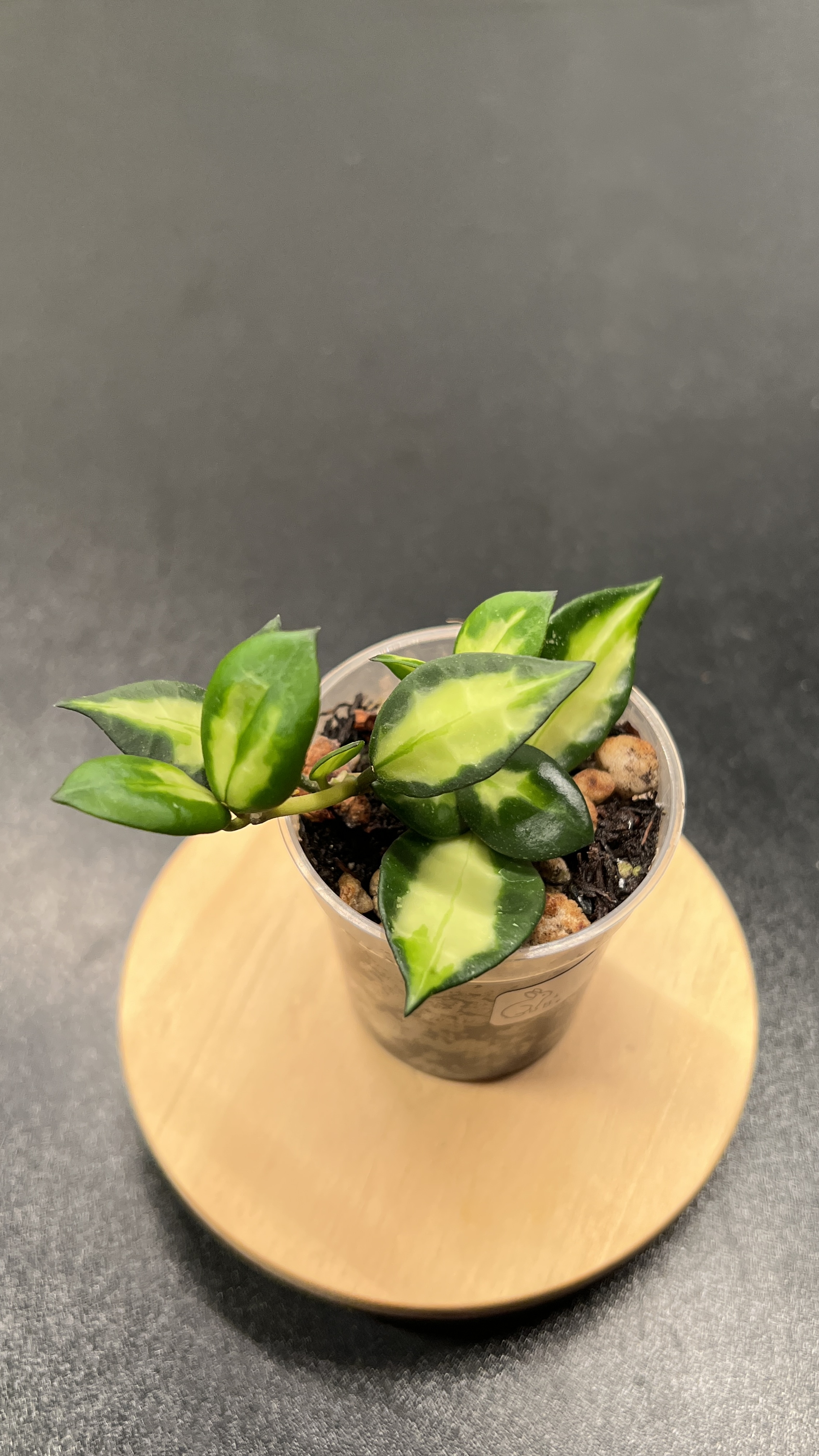 Hoya Lacunosa Queen Midori Indoor Plant ($35) from @LeafandBloomCo