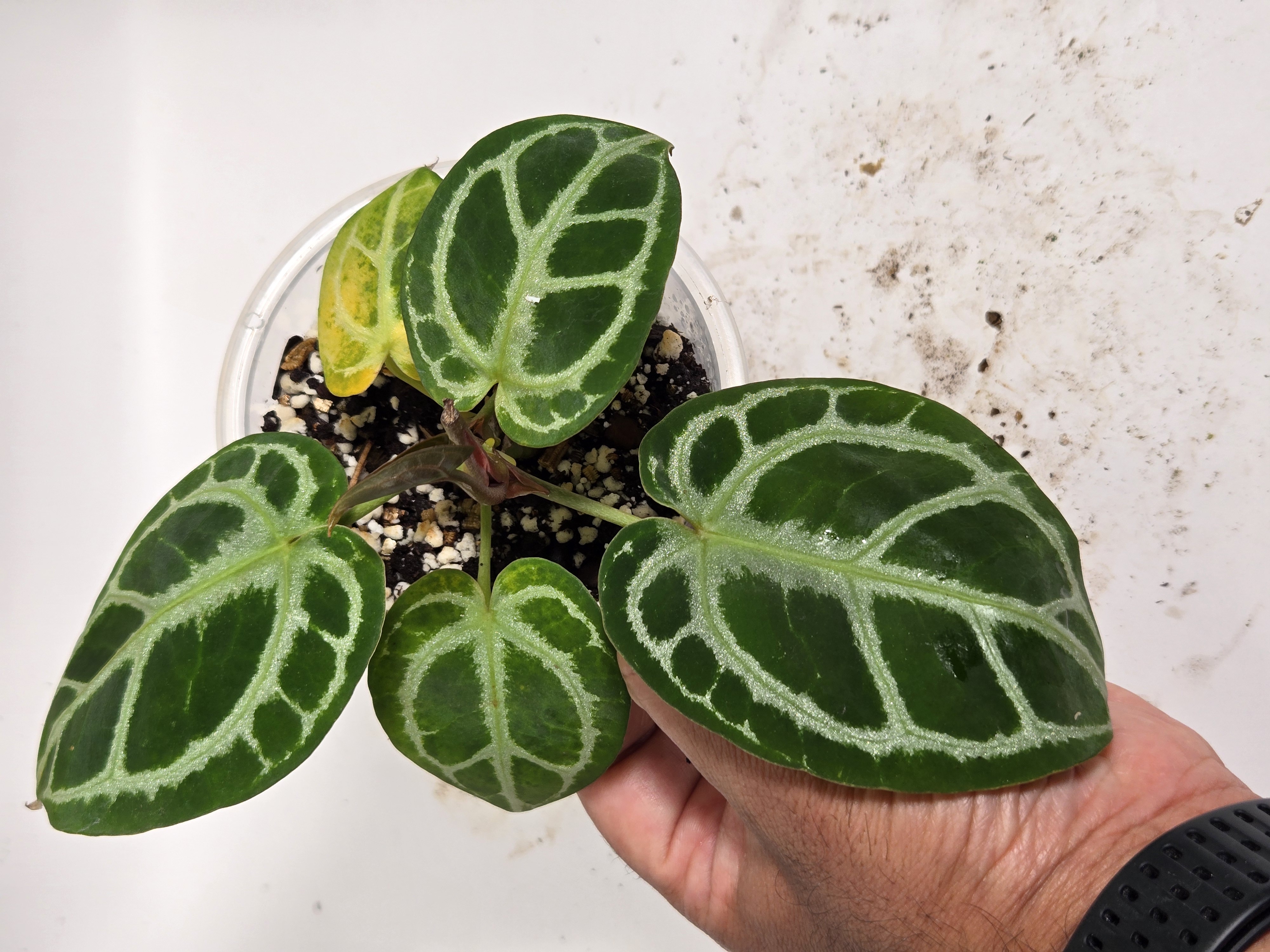 Anthurium Red Tiger ($300) from @leafandloom.NY