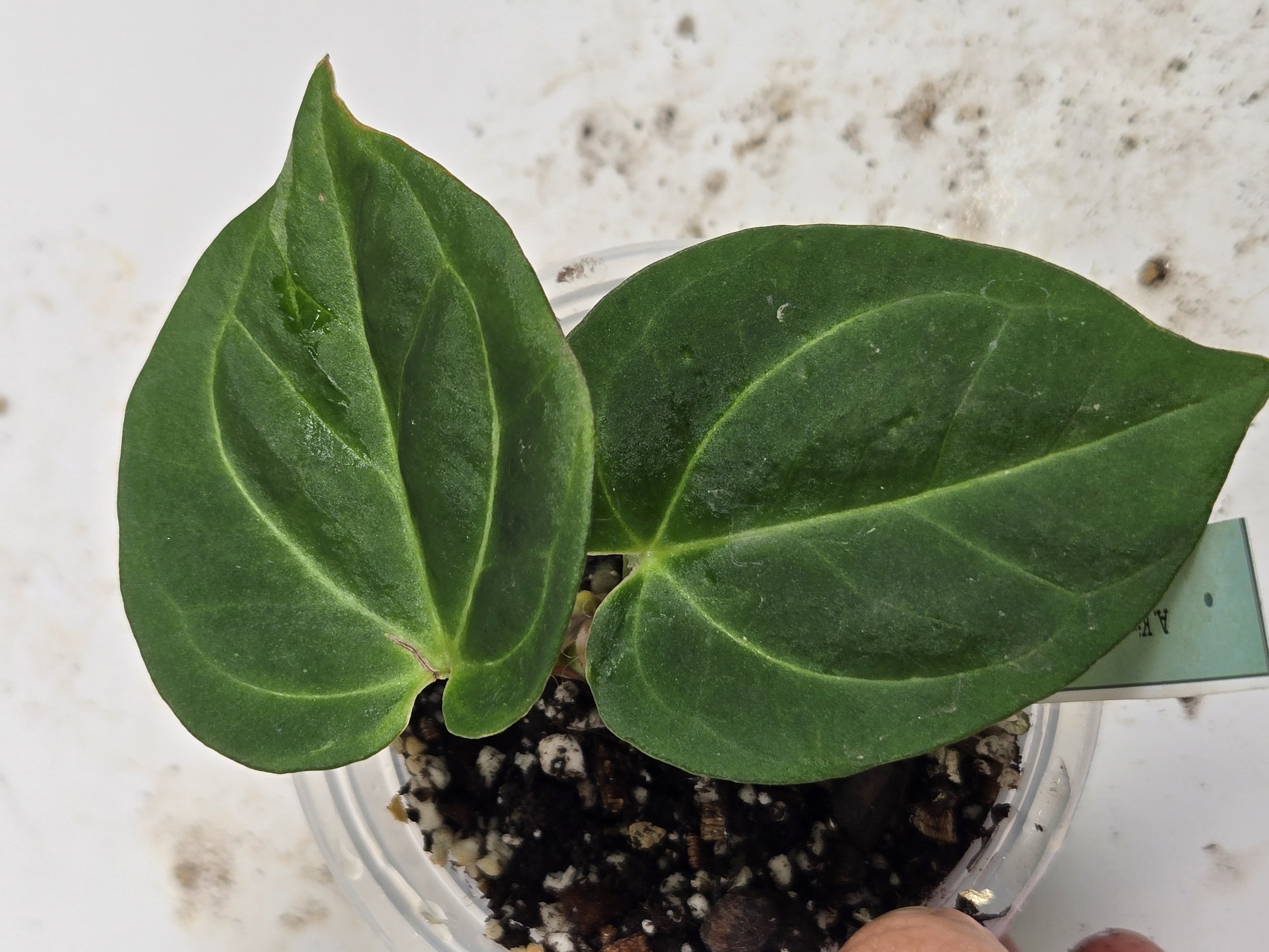 Anthurium King of Spade HU ($200) from @leafandloom.NY