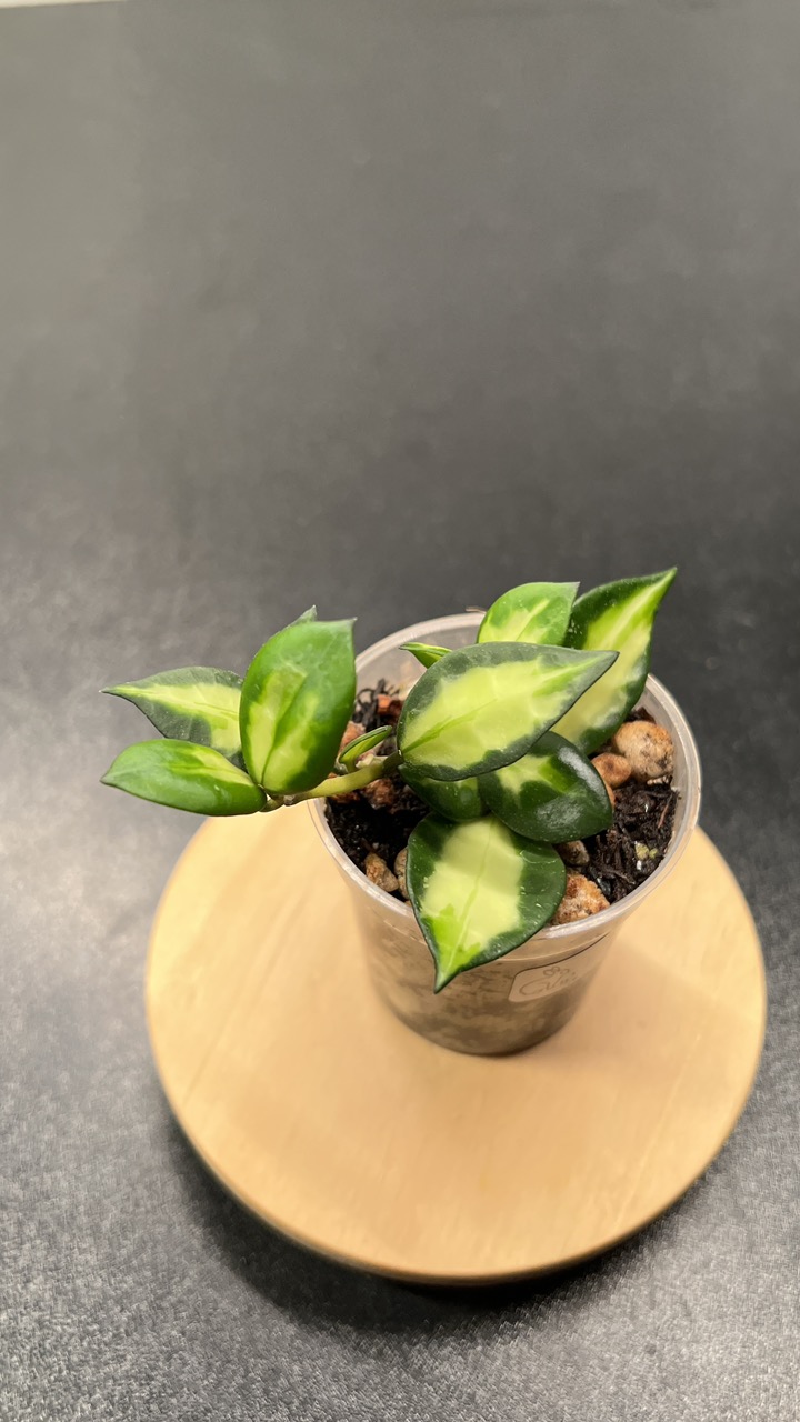 Hoya Lacunosa Queen Midori Indoor Plant ($35) from @LeafandBloomCo