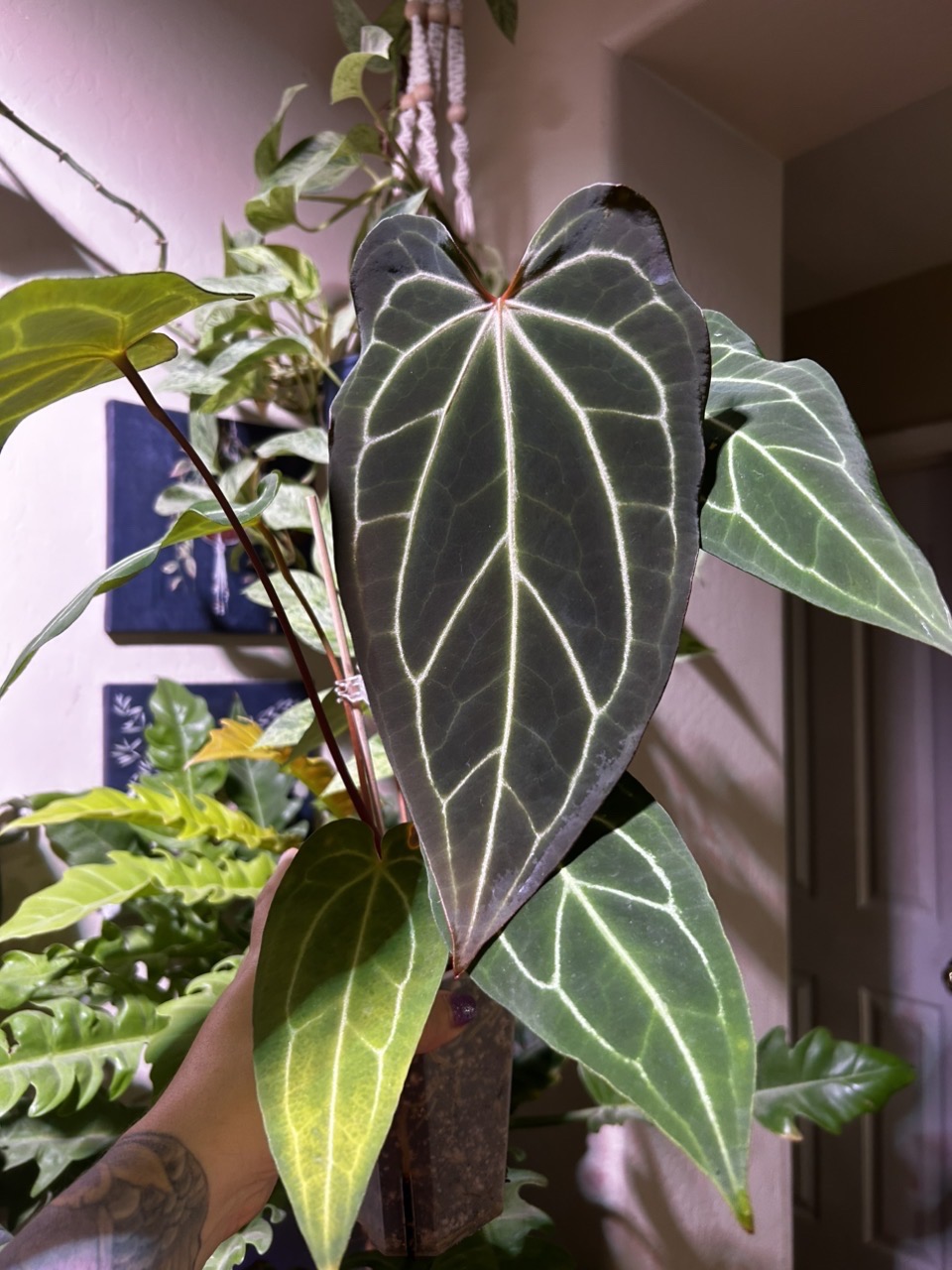 Anthurium (Dark Mama x AOS) X (AOS X Stripey Mag) ($150) from @A