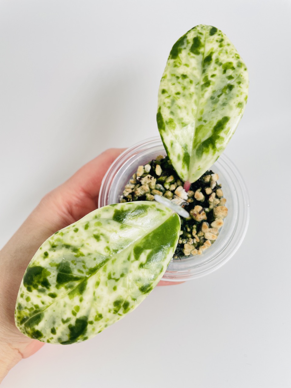 Hoya Madara Snow Angel 0593 ($215) from @CocoPalmtrees