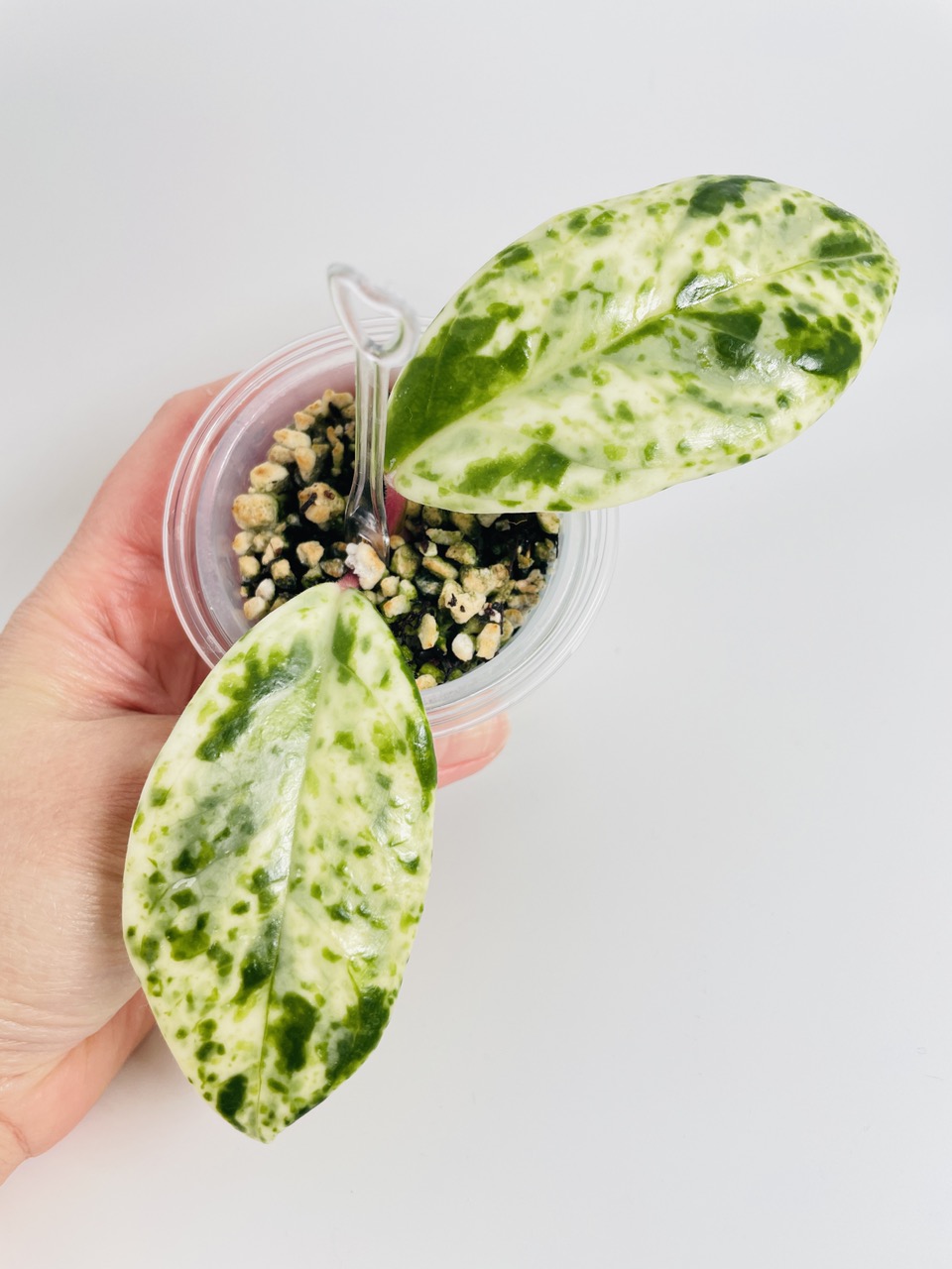 Hoya Madara Snow Angel 0593 ($215) from @CocoPalmtrees