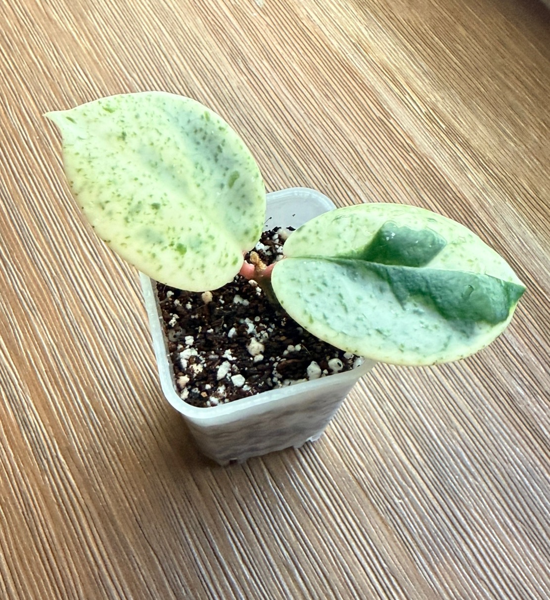 Hoya 'Madara' Snow Angel unrooted cutting ($265) from @ChibbyPlants