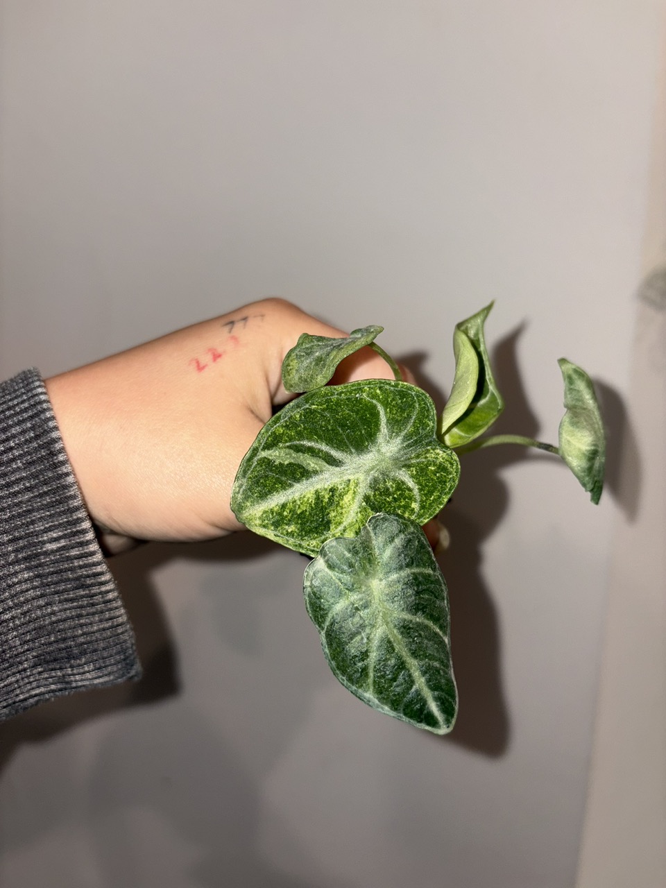 alocasia ninja tricolor TC ($22) from @plantKEmistry