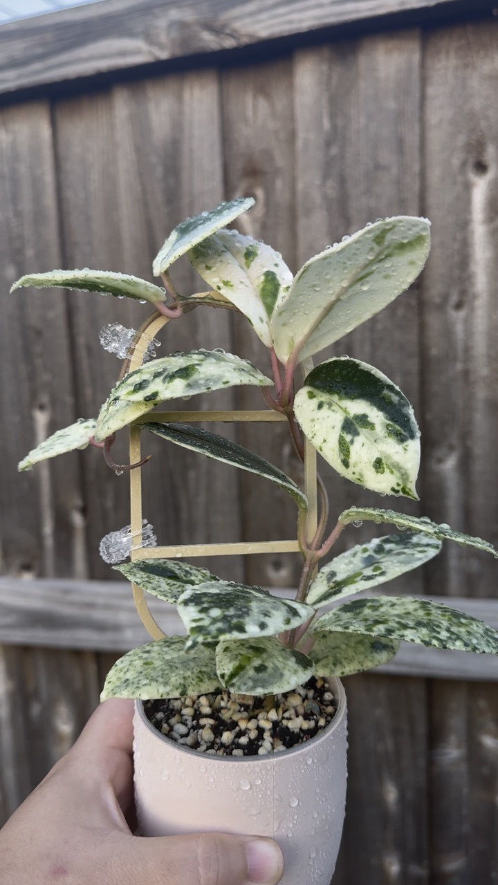 Hoya 'Madara' Snow Angel unrooted cutting ($265) from @ChibbyPlants