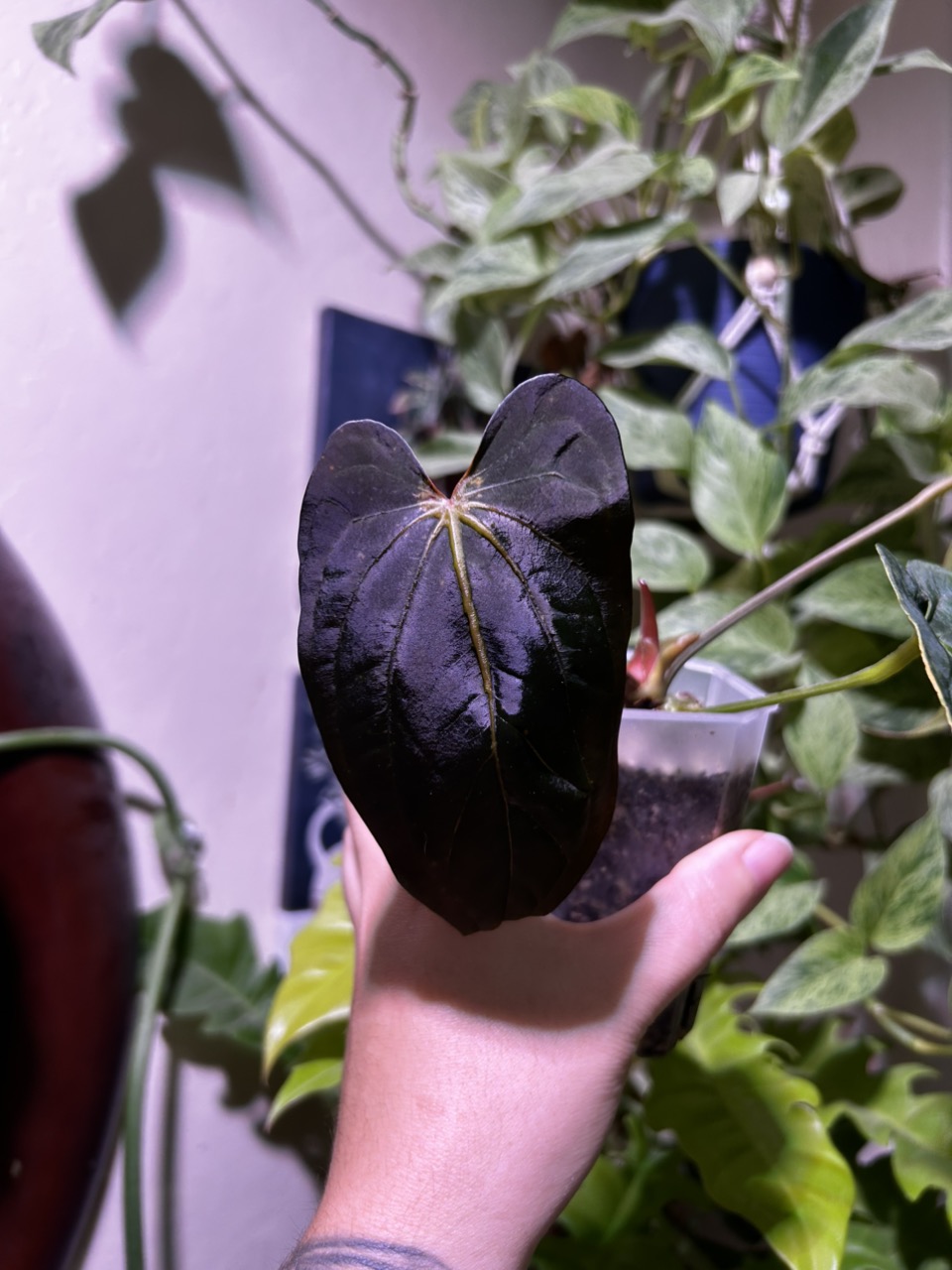 Anthurium (BVEP X Port) X Dressleri- from Fontanimals ($65) from