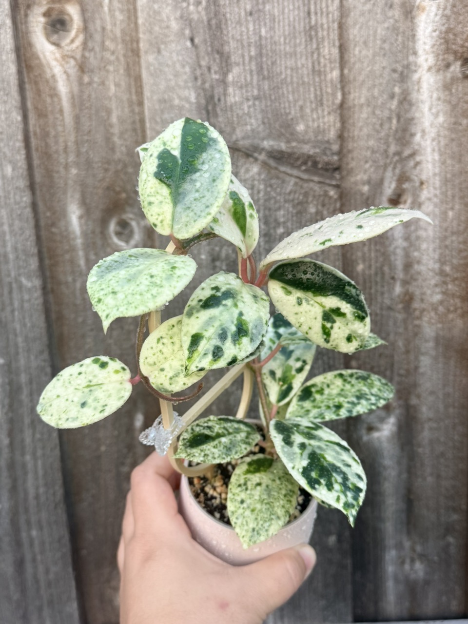 Hoya 'Madara' Snow Angel unrooted cutting ($265) from @ChibbyPlants