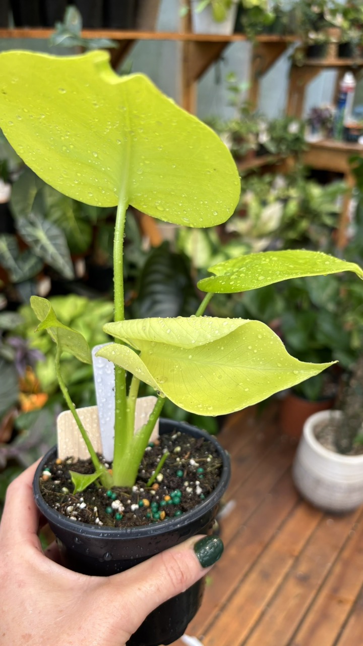 Monstera Deliciosa Lemon Lime 4】 モンステラ レモンライム monstera