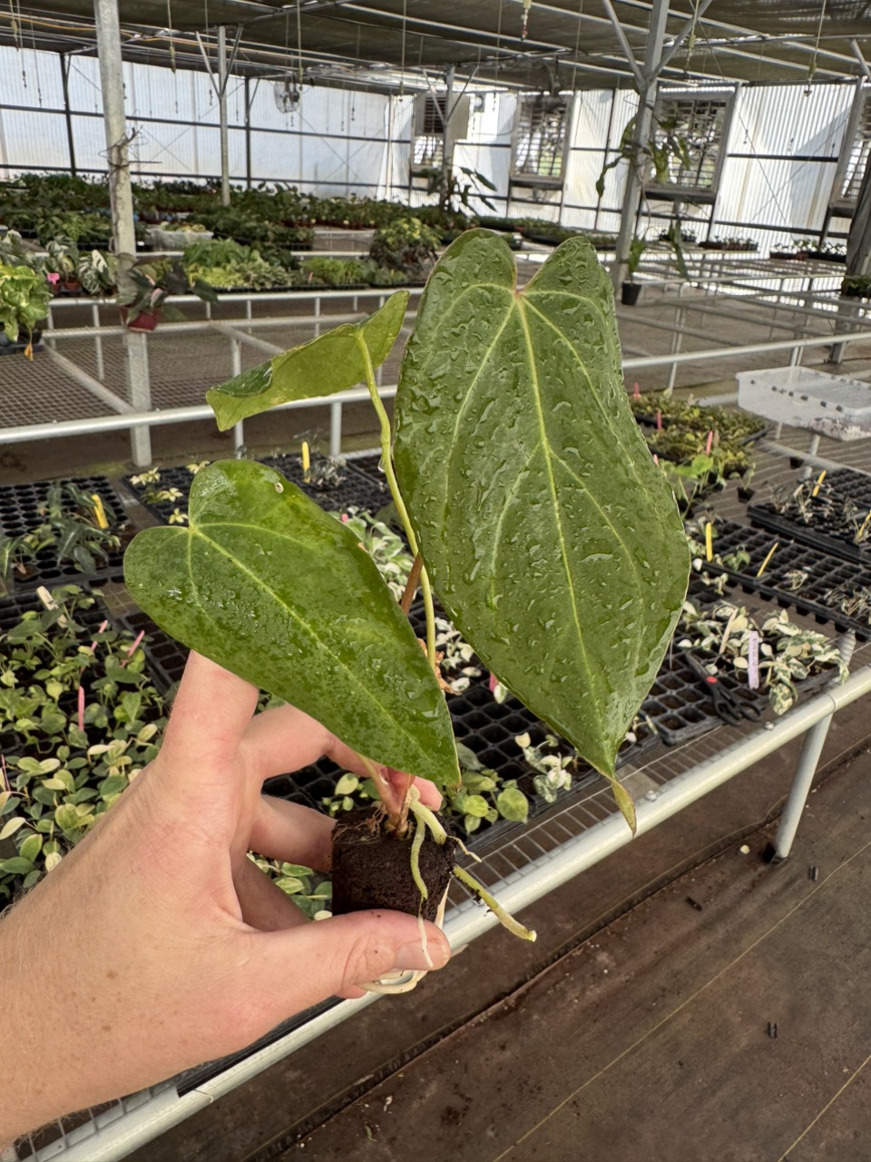 葉っぱ  Seed grown Anthurium Green Mamba x Hoffmanii starter plant growers