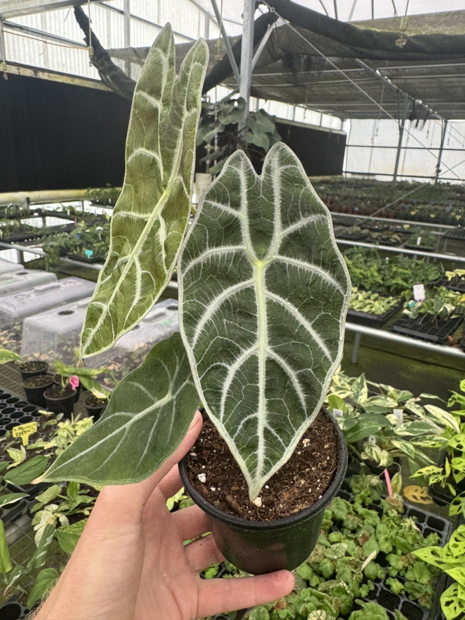 alocasia ninja tricolor TC ($22) from @plantKEmistry