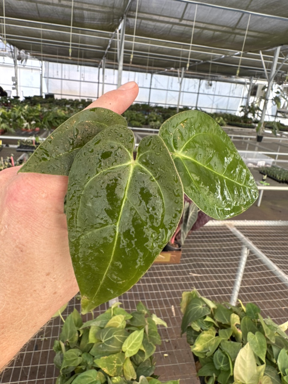 alocasia ninja tricolor TC ($22) from @plantKEmistry