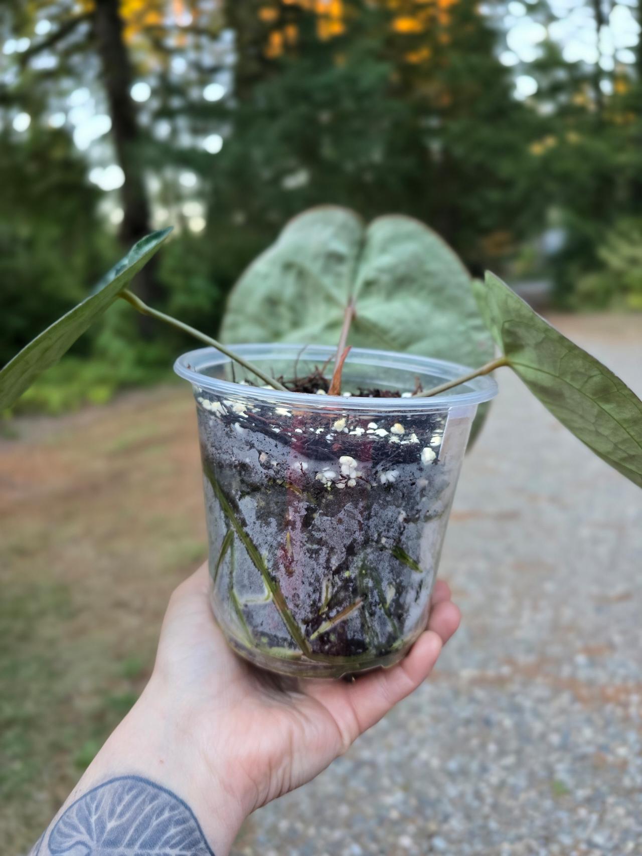 A. SKG Pink Lemonade × A.Zara Michelle④ Anthurium. SKG Pink Lemonade × A.Zara Michelle