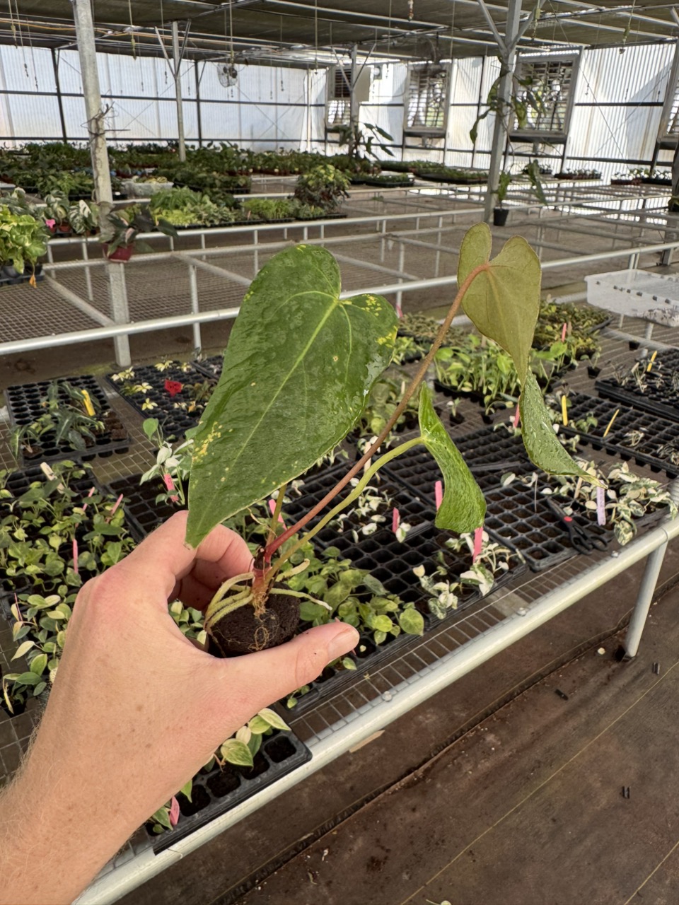 葉っぱ  X053RXj.jpg