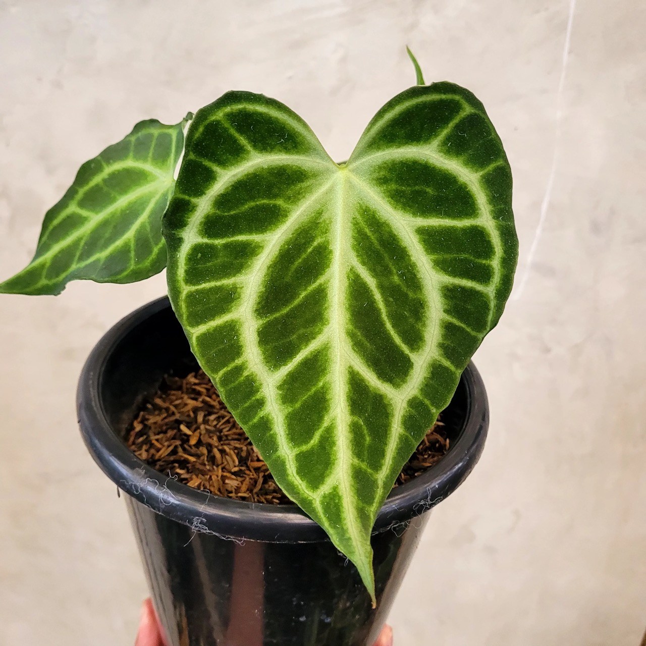 Alocasia Ninja Tricolor (TC) 【8-4】 Alocasia-Ninja-Tricolor-