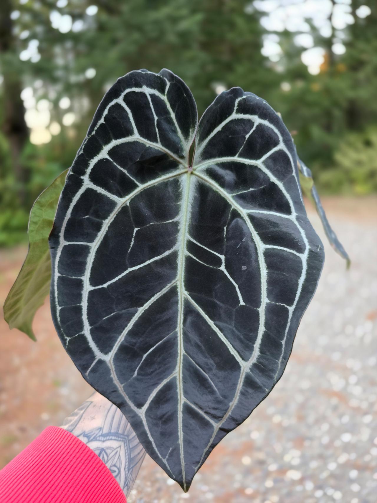 Anthurium \"Rom's black\" seedling② US Seller - Anthurium Seedling: ((forgetii X Carla) X BWM) X (pink