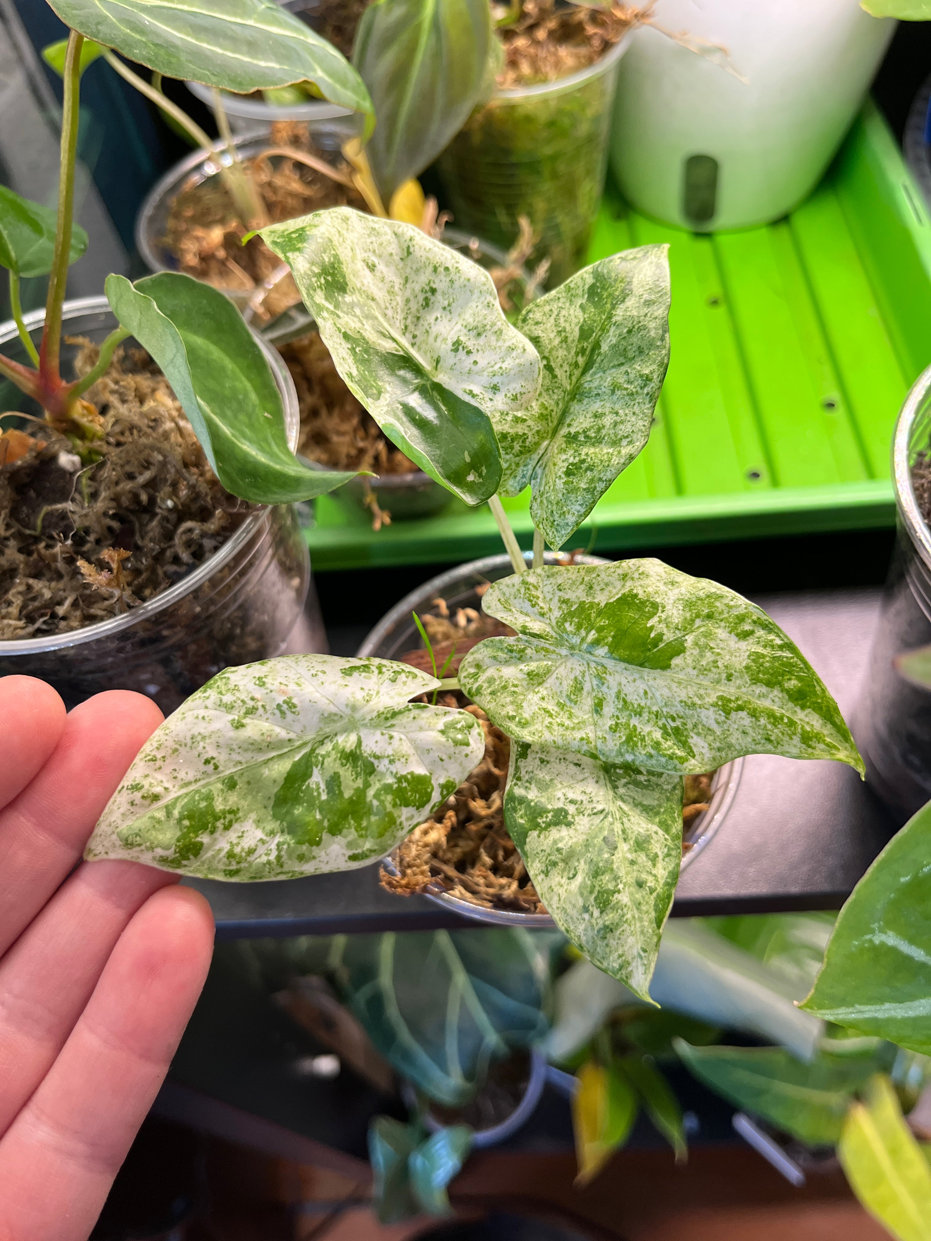 Alocasia Odora Batik Blizzard ($16.99) from @TTbotanica